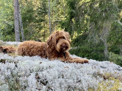 Douglas the Wonder Dog